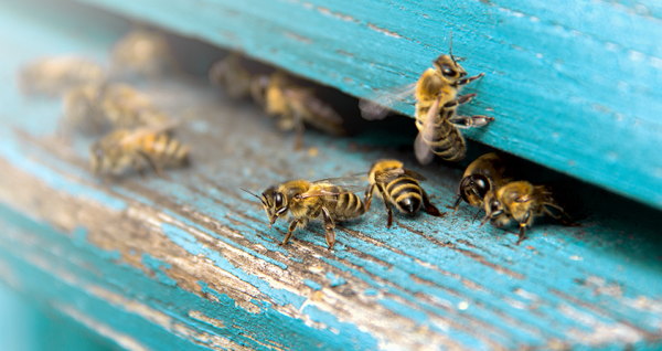 Bienenstock_164923084