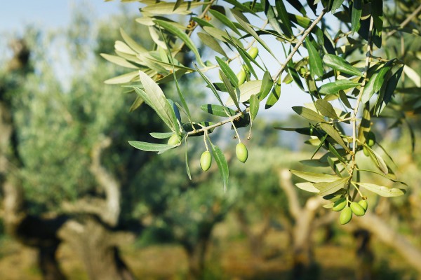 Life-Light_Blogartikel_Pflanzenstoffe